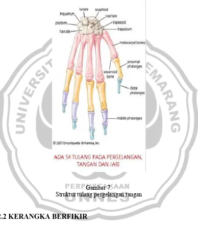 Gambar 7. Struktur tulang pergelangan tangan 