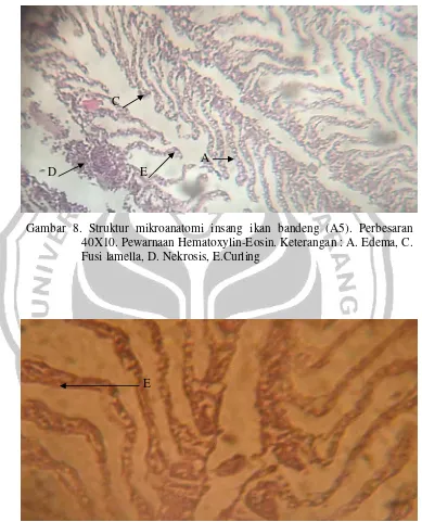 Gambar 8. Struktur mikroanatomi insang ikan bandeng (A5). Perbesaran