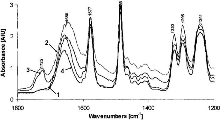 Fig. 7. Fluorescence micrographs of fluorescein-BSA fouled virgin (B) and NaOCl-pretreated (C) PES membranes