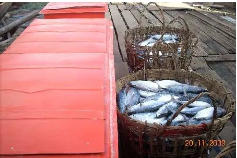 Gambar 14  Ikan tongkol (Auxis thazard, Lac) hasil tangkapan nelayan gillnet                   di Kabupaten Pontianak.
