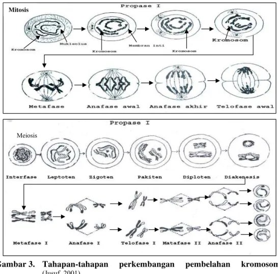 Gambar 3.  Tahapan-tahapan  perkembangan  pembelahan  kromosom     (Jusuf ,2001)