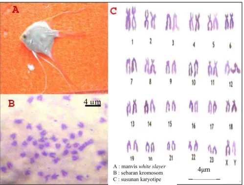 Gambar 5.  Sebaran kromosom dan susunan kariotipe ikan manvis  white  slayer 