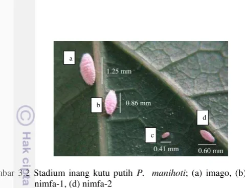 Gambar 3.2 Stadium inang kutu putih P.  manihoti; (a) imago, (b) nimfa-3, (c) 
