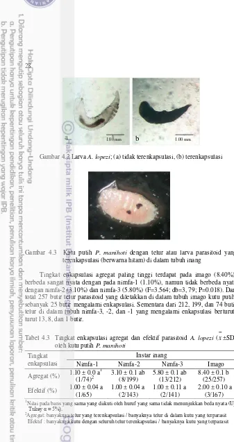 Gambar 4.2 Larva A. lopezi; (a) tidak terenkapsulasi, (b) terenkapsulasi 