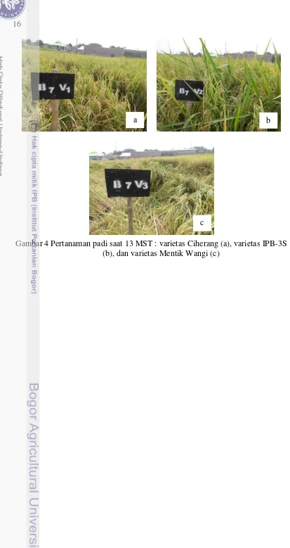 Gambar 4 Pertanaman padi saat 13 MST : varietas Ciherang (a), varietas IPB-3S 