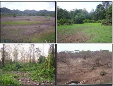 Gambar 6.  Lokasi berbiak merak hijau di TNAP dan TNB; (a) padang rumput   Sadengan, (b) hutan alam Rowobendo, (c) hutan tanaman jati Gunting dan (d) savana Bekol