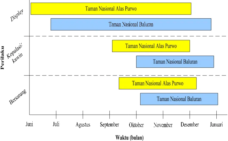 Gambar 9.  Grafik rentang waktu beberapa perilaku saat musim berbiak merak  hijau di TNAP dan TNB 