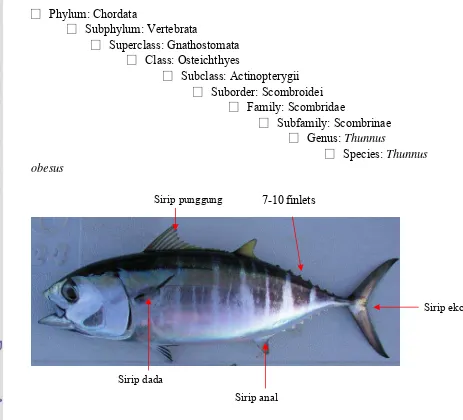 Gambar 2. Ikan Tuna Mata Besar (Thunnus obesus) 