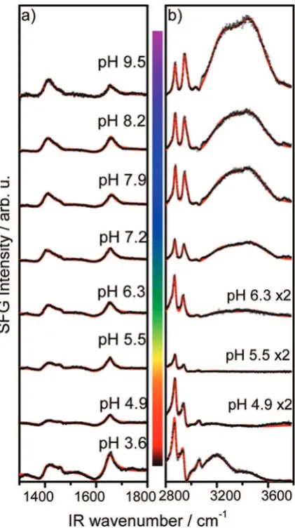 Figure 6. pH dependence of the amide I (a) and carboxylate Rcm−COO− (b) vibrational amplitude in arbitrary units