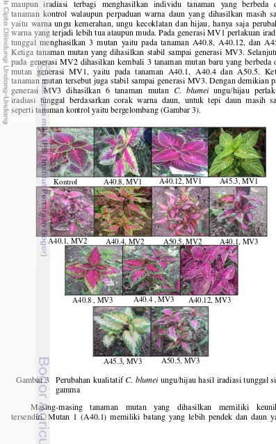 Gambar 3 Perubahan kualitatif C. blumei ungu/hijau hasil iradiasi tunggal sinar   