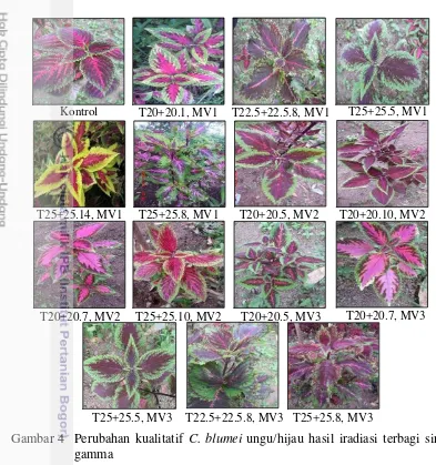 Gambar 4 Perubahan kualitatif C. blumei ungu/hijau hasil iradiasi terbagi sinar 