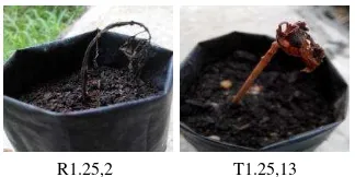 Tabel 1  Persentase tanaman hidup Coleus spp. setelah tiga bulan aplikasi EMS 
