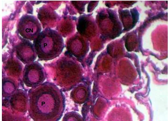 Gambar 3 Hasil analisis histologis ovari ikan nila dari populasi tunggal kelamin 