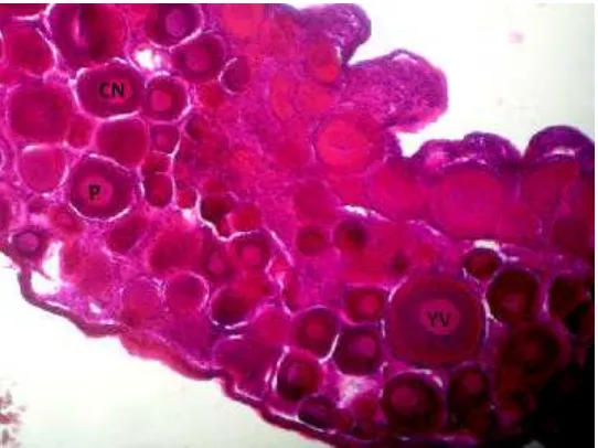 Gambar 4 Hasil analisis histologis ovari ikan nila dari populasi campuran XX-XY, umur 95 hari