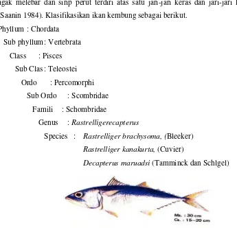 Gambar 14 Ikan Kembung perempuan (Rastrelliger brachysoma) (Balai Penelitian Perikanan Laut, 1992) 