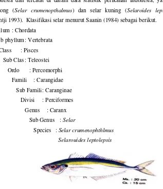 Gambar 15   Ikan Selar (Selaroides spp)  (Balai Penelitian Perikanan Laut, 1992) 