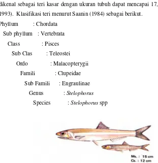 Gambar 16 Ikan Teri (Stolephorus commersonii) (Balai Penelitian Perikanan   Laut, 1992) 