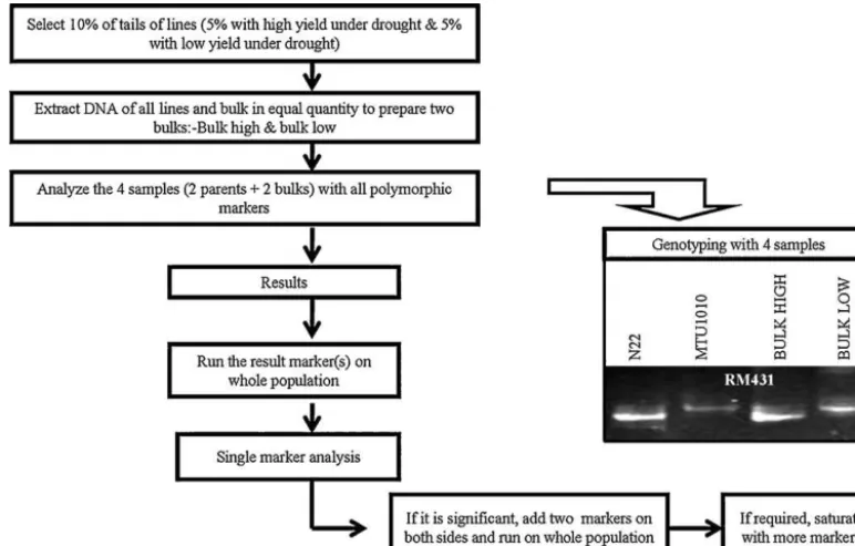 Fig. 1. Bulked segregant analysis strategy used for identifying QTLs for grain yield under drought in rice.