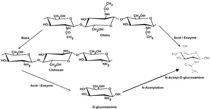 Gambar�3��Preparasiparasi�dari�turunan�kitin�dan�kitin�(Shahidi��������1999).�199