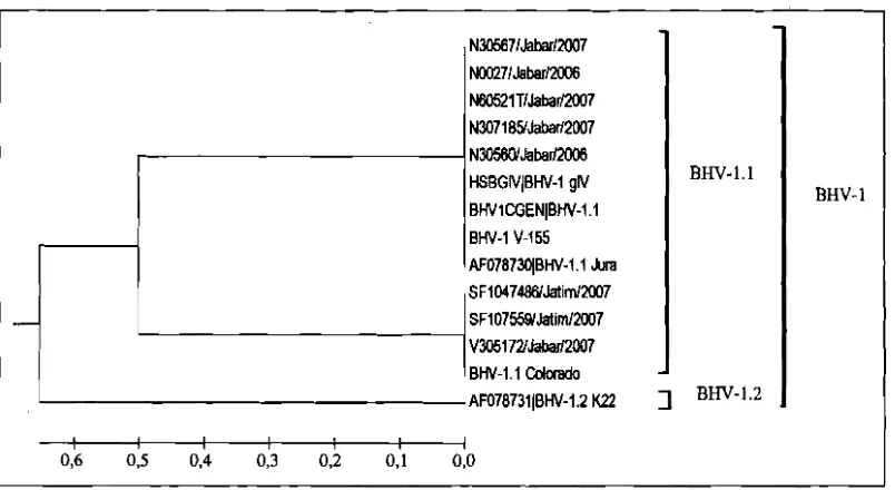 Gambar 3. Analisis Phylogenetic tree terhadap urutan asam amino pada fragrnen gen gD BHV-I 