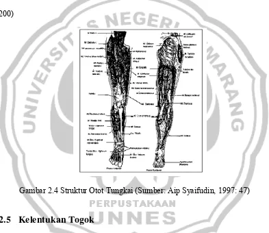 Gambar 2.4 Struktur Otot Tungkai (Sumber: Aip Syaifudin, 1997: 47) 