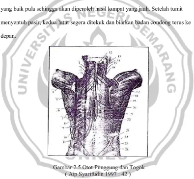 Gambar 2.5 Otot Punggung dan Togok 