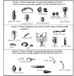 Gambar 3  Kelompok-kelompok organisme makrozoobenthos berdasarkan 