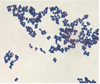 Gambar 2  Staphylococcus aureus. Pewarnaan Gram.                                                Sumber: Todar (2008c) 
