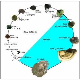 Gambar 2. Siklus hidup tiram mutiara (Haws dan Ellis 2000) 