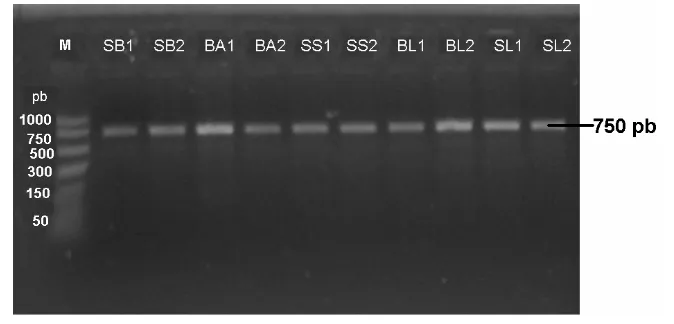 Gambar 5. Fragmen mtDNA teramplifikasi dengan primer universal COI Ket: M: marker, pb: pasangan basa, SB: Sumbawa, BA: Bali Utara, SS: Selat Sunda,        BL: Belitung, SL: Sulawesi Selatan 