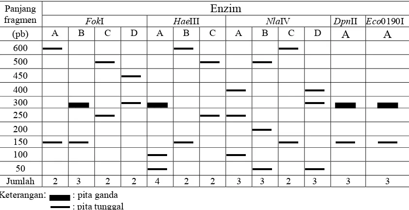 Tabel 1. Tipe fragmen restriksi mtDNA daerah COI dengan lima enzim restriksi (FokI, HaeIII, NlaIV, DpnII dan Eco0190I) 