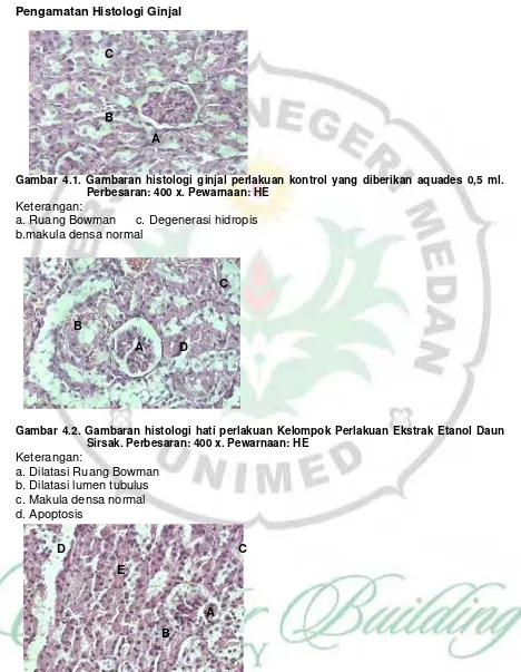 Gambar 4.1. Gambaran histologi ginjal perlakuan kontrol yang diberikan aquades 0,5 ml.