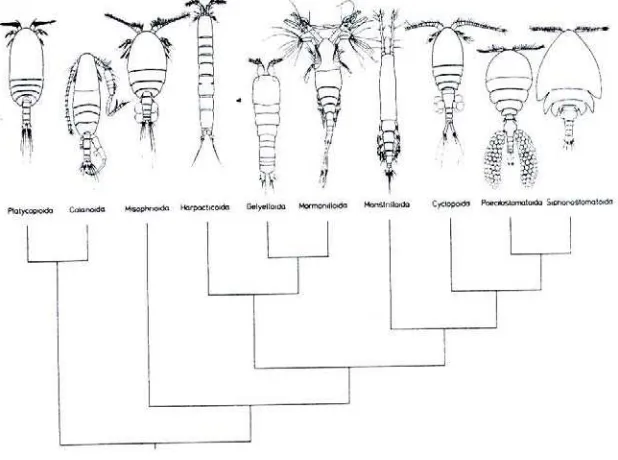Gambar 2  Skema hubungan filogenetik kopepoda (Huys dan Boxshall 1991).                              