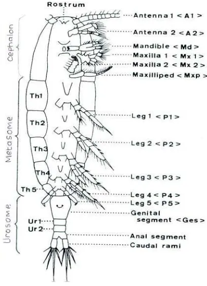 Gambar 4  Morfologi dan pembagian ruas tubuh pada kopepoda betina  