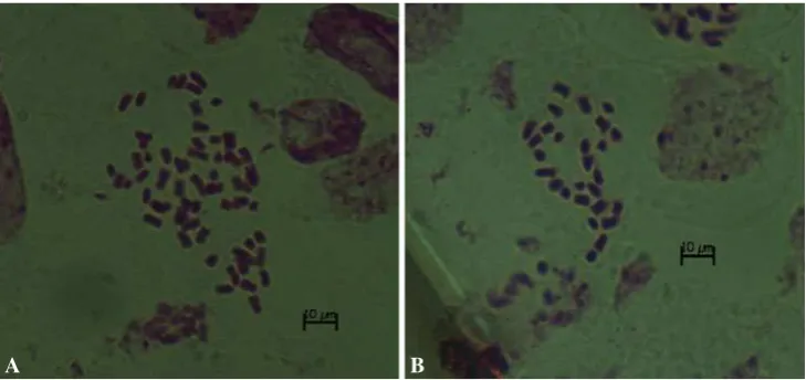 Fig. 5 Chromosome numbers in somatic cells of young ovaries in microspore culture-derived plants in glasshouse.002 (6 a 54 chromosomes in H16-1-x DNA content by ﬂow cytometry), and b 27 chromosomes in H16-1-008 (3x DNA content by ﬂow cytometry)