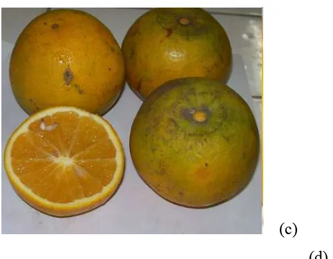 Gambar 3.  Buah jeruk keprok Batu 55 (a), keprok Blinyu (b), 
