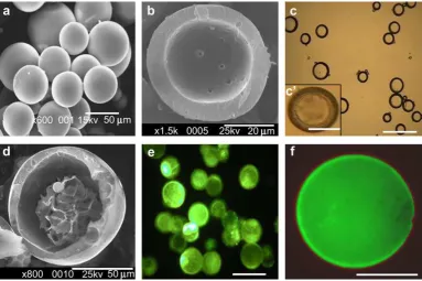 Fig. 2. SEM pictures of freeze-dried microcapsules (a) and a cross-sectioned microcapsule (b)