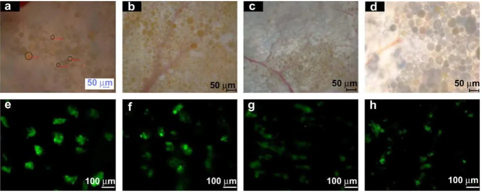 Fig. 4. Time course of BSA-FITC concentration in plasma over 20 days after injection ofBSA-FITC ((BSA-TIFC-loaded microcapsules (0.5 mg/mL (–:–), 1.15 mg/mL () or 2.91 mg/mL) and BSA-FITC solution only (0.5 mg/mL (–6–), 1.15 mg/mL () or 2.91 mg/mL).