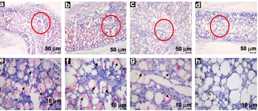 Fig. 8. H&E staining of BSA-FITC-loaded microcapsules 1 week (a, e), 2 weeks (b, f), 3 weeks (c, g), and 4 weeks (d, h) after injection