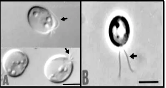 Gambar 3. Berbagai bentuk Isochrysis sp. (A dan B Isochrysis sp dilihat dari mikroskop dan terlihat haptonema yang ditunjukan dengan tanda panah) dengan skala 5µm (Liu dan Lin, 2001) 