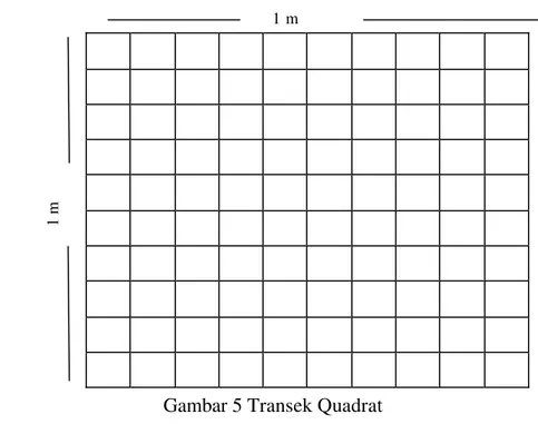 Gambar 5 Transek Quadrat 