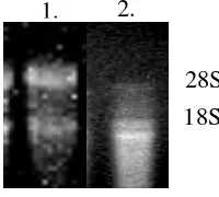 Gambar 5. RNA total M. affine L. hasil isolasi dari akar (1) dan daun (2) 