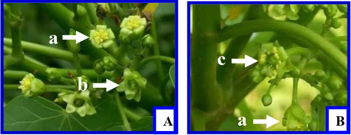 Gambar 1. Malai tipe I (A) dan malai tipe II (B)Bunga jantan (a), bunga betina (b), bunga hermaprodit (c)