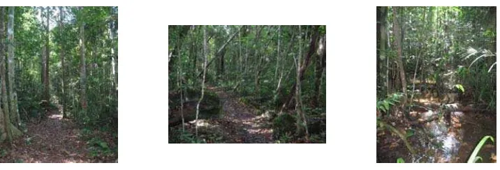 Gambar 5  Kondisi lokasi pengamatan pada habitat hutan rawa sekunder di  Beguruh.  