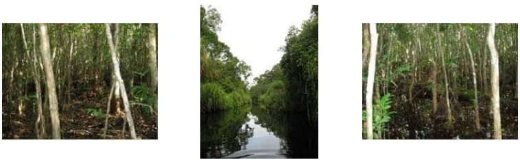 Gambar 6  Kondisi lokasi pengamatan pada habitat hutan rawa sekunder riparian di Sungai Sekonyer Kanan