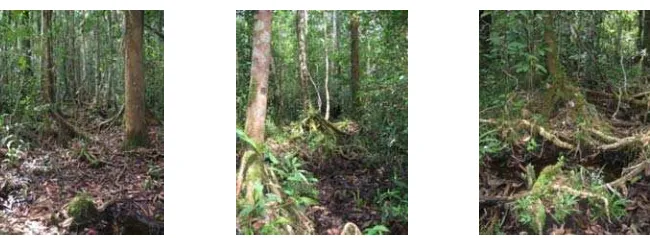 Gambar 7  Kondisi lokasi pengamatan di habitat hutan rawa primer.   