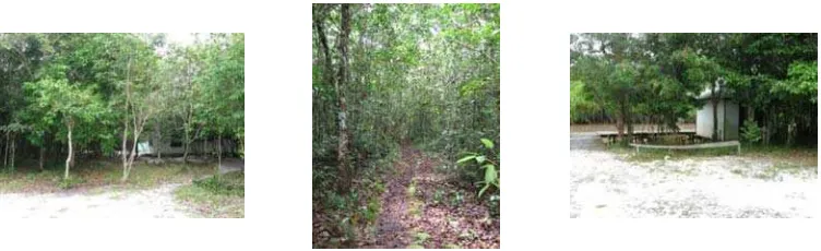Gambar 8  Kondisi lokasi pengamatan pada hutan campuran di Camp Tanjung   Harapan.  