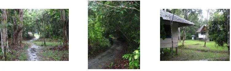 Gambar 9  Kondisi lokasi pengamatan pada hutan campuran di Camp Leakey. 