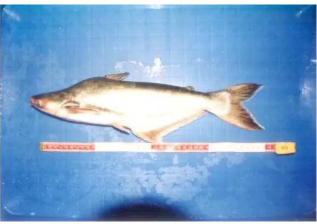 Gambar 2.  Ikan patin (Pangasius hypophthalmus)  