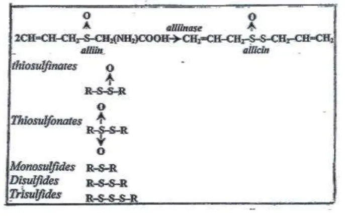 Gambar 3.  Transformasi unsur pokok bawang putih (Brewster, 1994) 